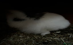 Lionhead rabbits for sale: LionHead Bunny - Image 4