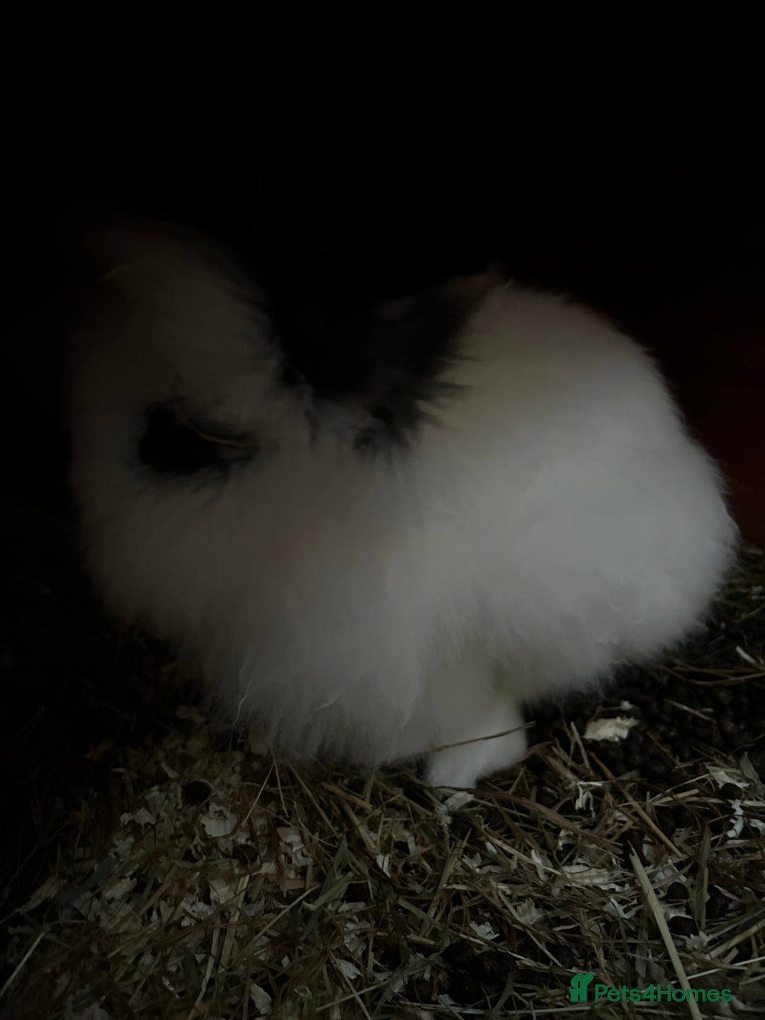 Lionhead rabbits for sale: LionHead Bunny - Image 4