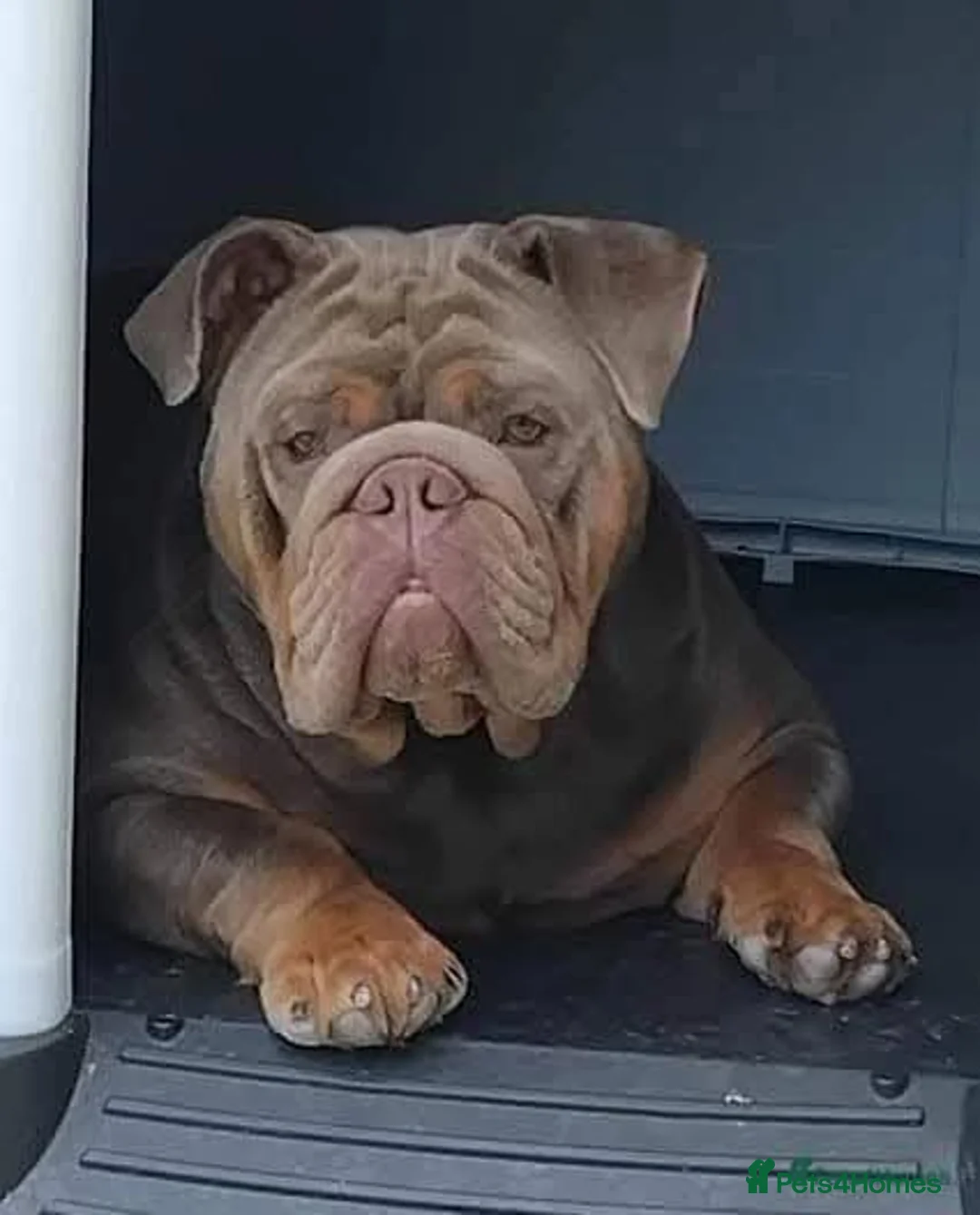 English Bulldog dogs for stud: Charlie for stud lilac and tan fullsuit - Advert 6