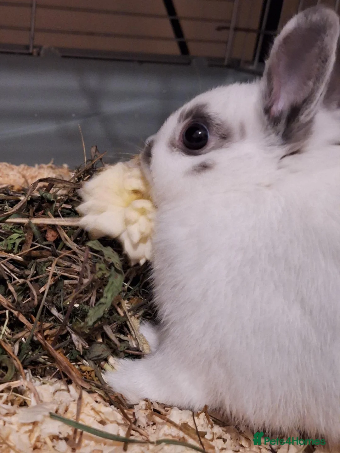Netherland Dwarf rabbits for sale: Special Home Required for Female Netherlands Dwarf - Advert 2
