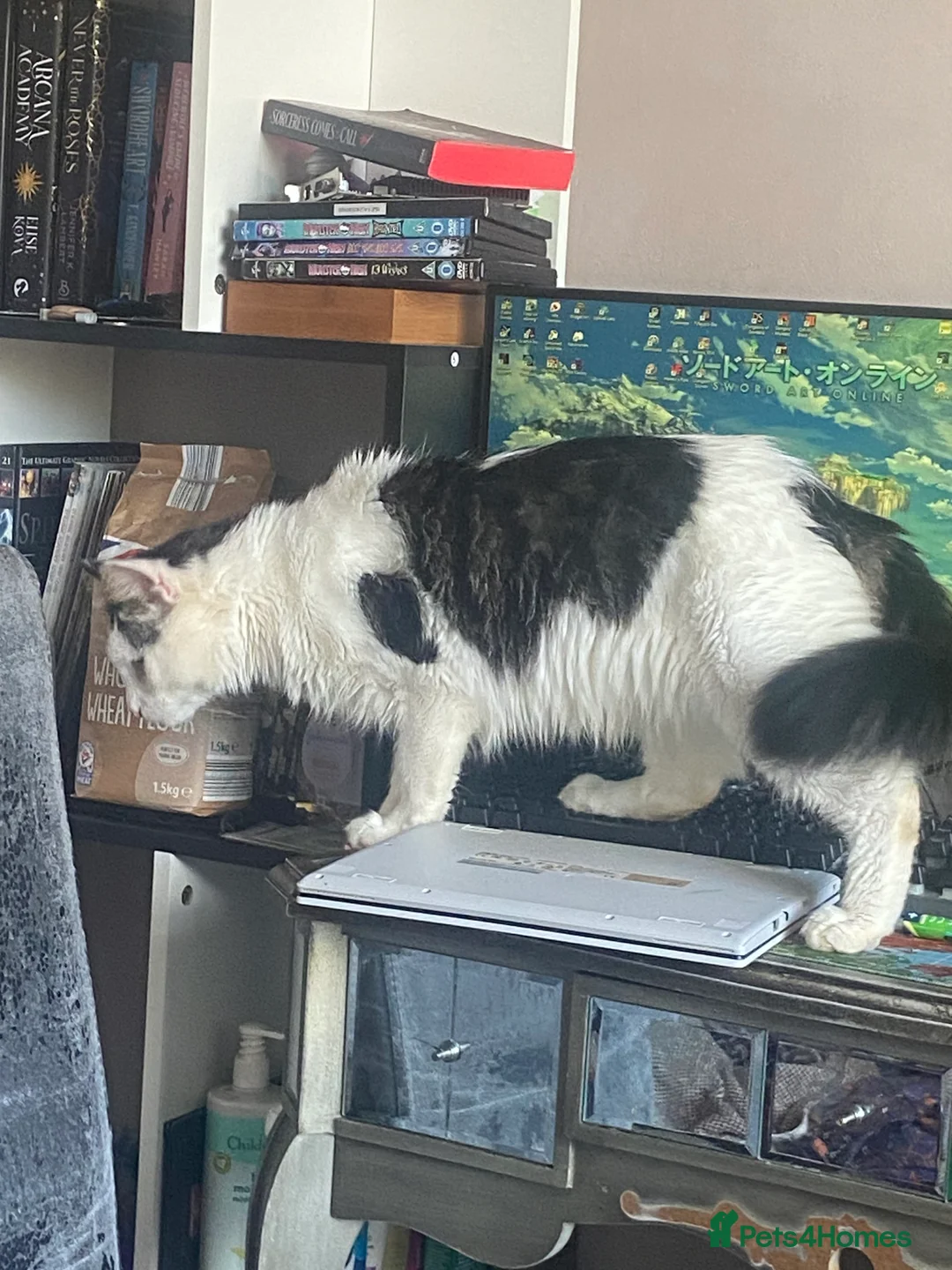 Domestic Shorthair cats for sale: 3 year old male cat - Advert 2