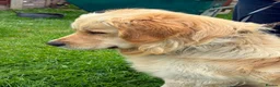 Golden Retriever dogs for sale: Gorgeous goldens - Advert 5