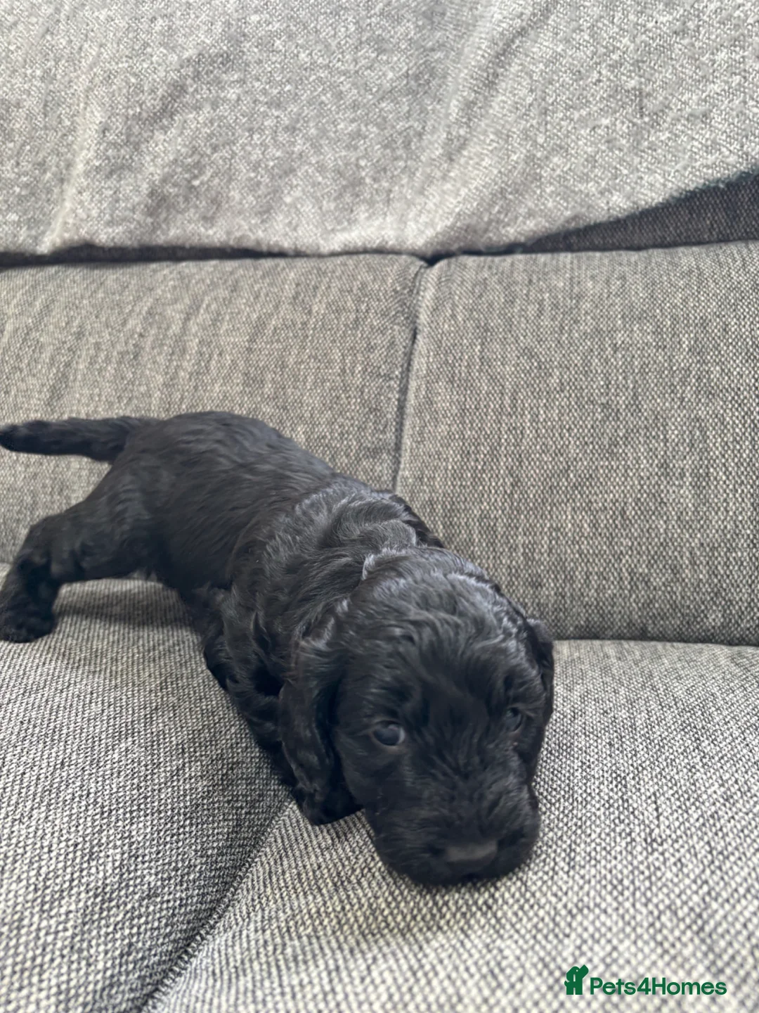 Cockapoo dogs for sale: 1 black male puppy - Advert 5