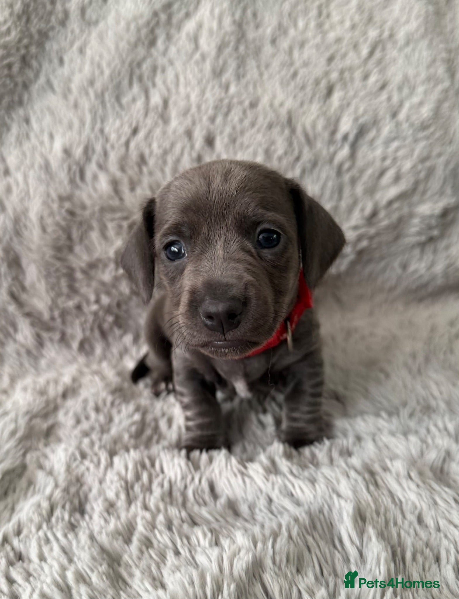 Miniature Dachshund dogs Rare Solid Colour PRA Clear KC Mini Dachshund Pups - Advert 1