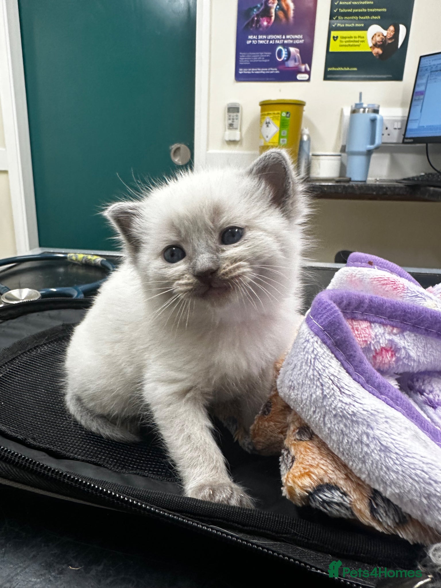 Ragamese cats GEORGEOUS SHORTHAIR SIAMESE AND LONGHAIR RAGDOLLS - Advert 1