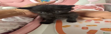 British Longhair 2