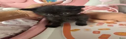 British Longhair cats for sale: Beautiful British Longhair Mix Kittens - Advert 5