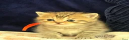 British Shorthair cats for sale: Gorgeous Golden Tabby ✨ British Shorthair Kitten ⭐ - Advert 28