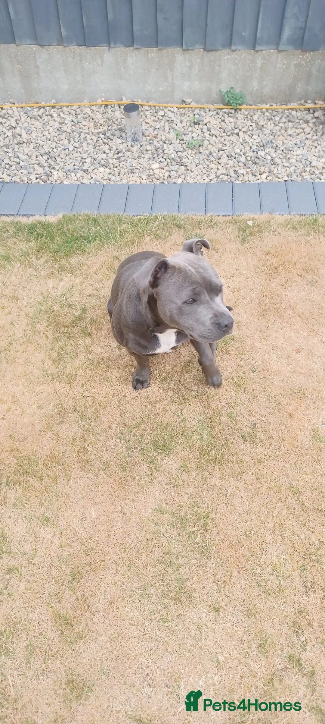 Staffordshire Bull Terrier dogs for sale: Blue Staffordshire Bull Terrier 7 Months old - Advert 6