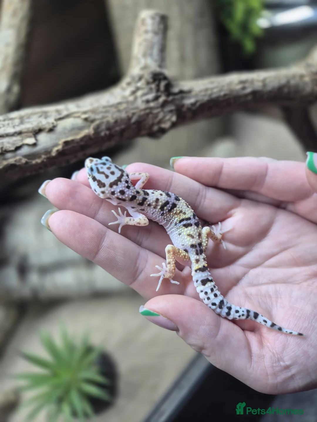 Gecko reptiles for sale: crested geckos, leopard geckos - Advert 18
