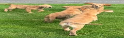 Golden Retriever dogs for sale: Beautiful KC dark gold healthy boys - Advert 20