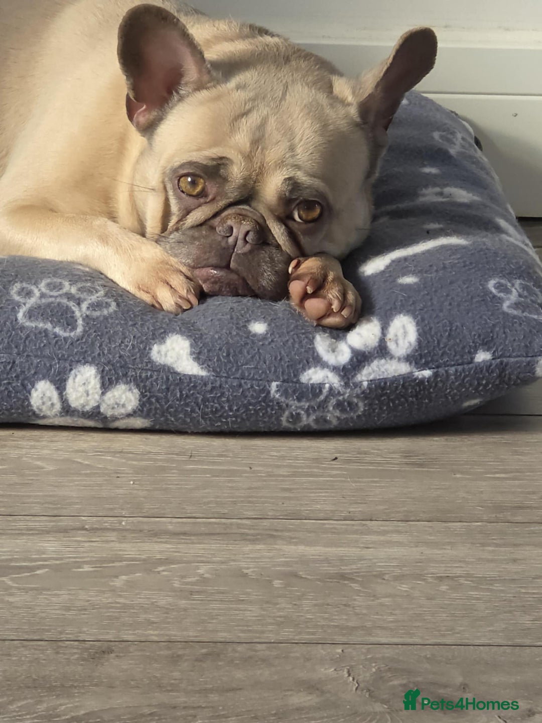 French Bulldog dogs for sale: 🐾 loving lilac fawn French bulldog 🐾  - Image 4