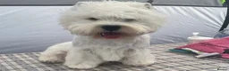 West Highland Terrier dogs for sale: West highland white female puppies.  - Advert 2