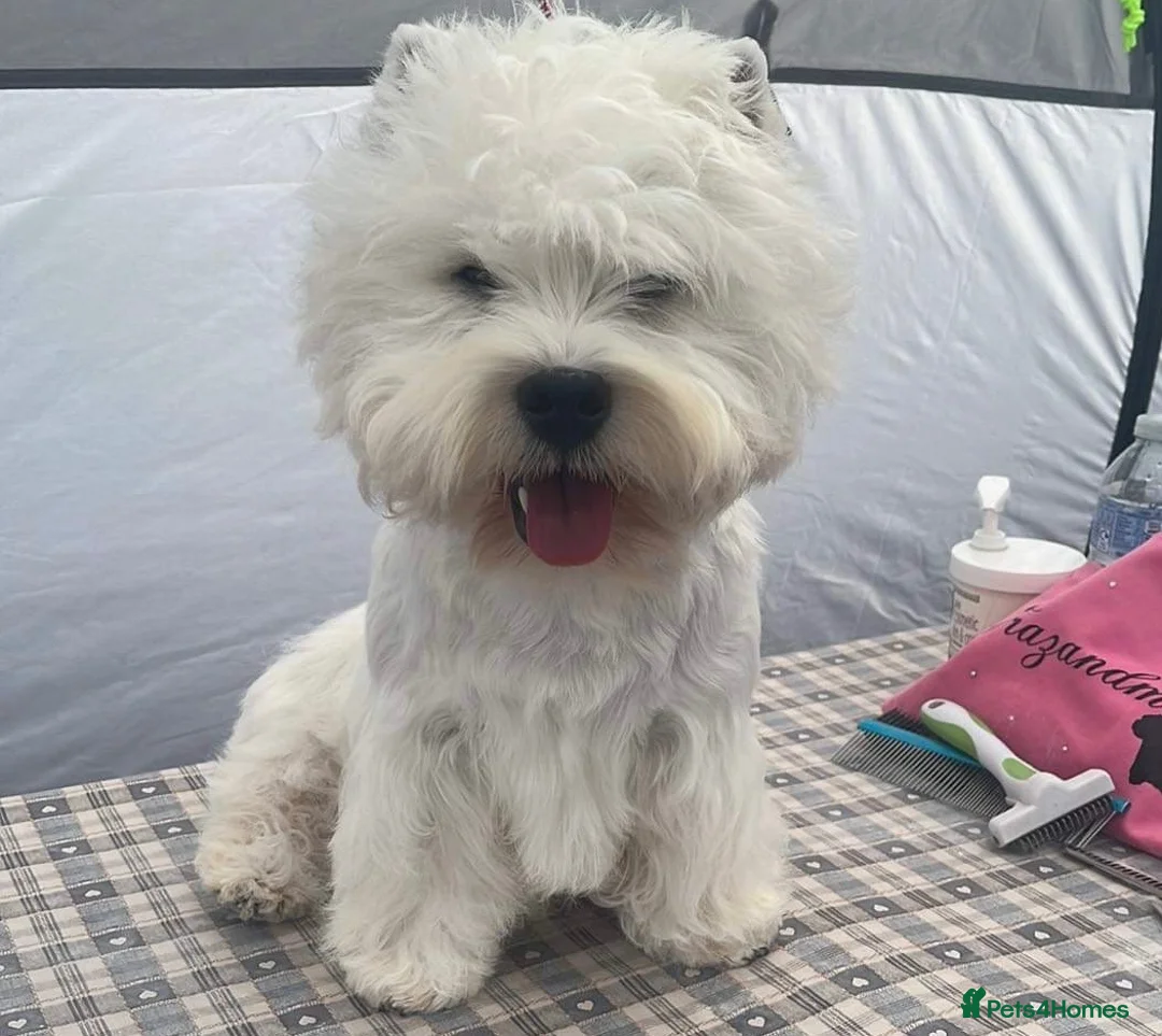 West Highland Terrier dogs for sale: West highland white female puppies.  - Advert 2