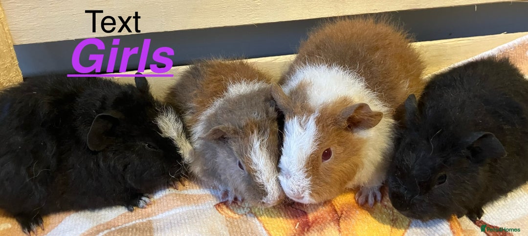 Guinea Pig rodents for sale: Gorgeous teddy girls - Advert 2