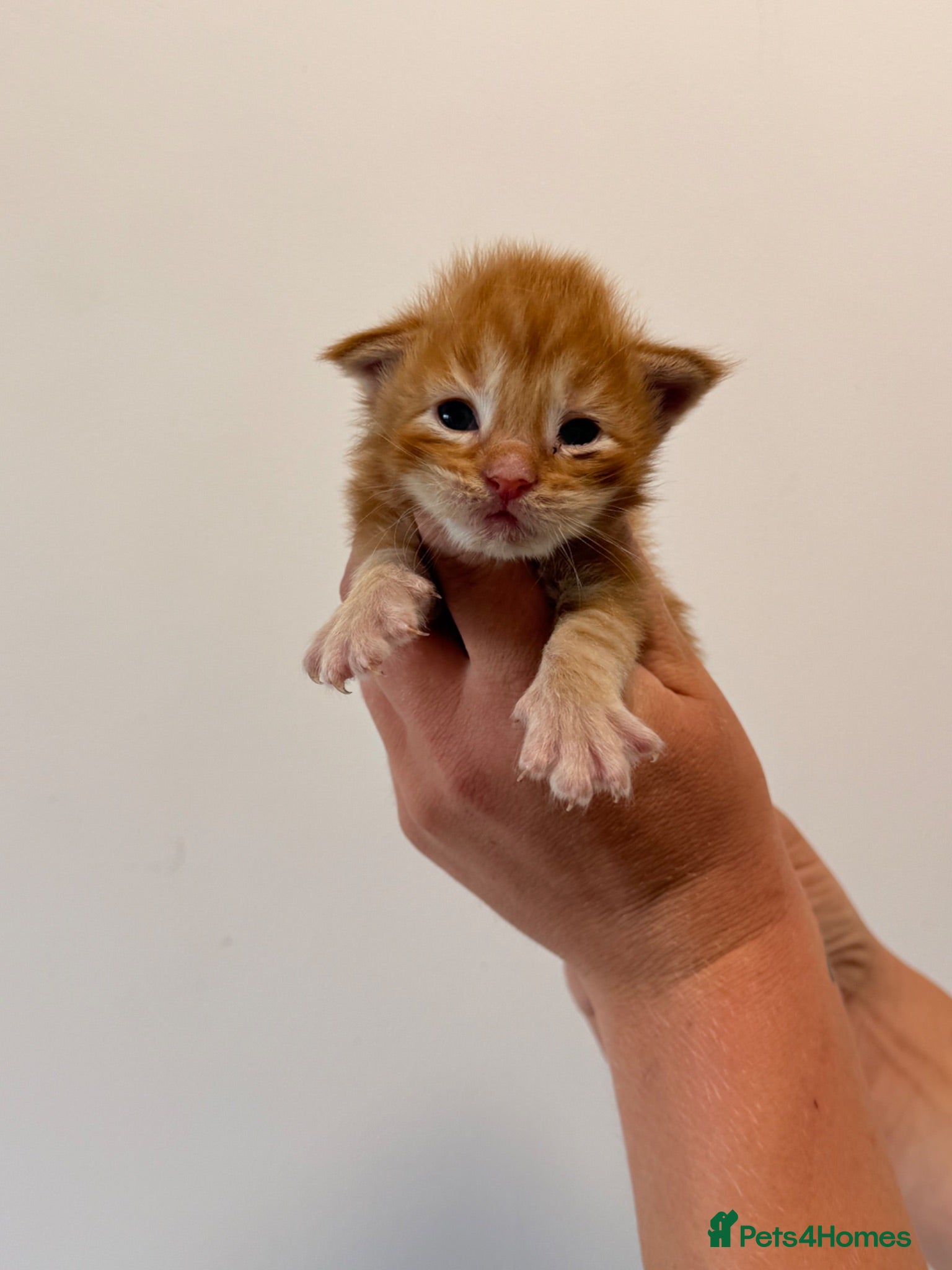 Maine Coon cats TICA registered Maine Coon kittens  - Advert 1