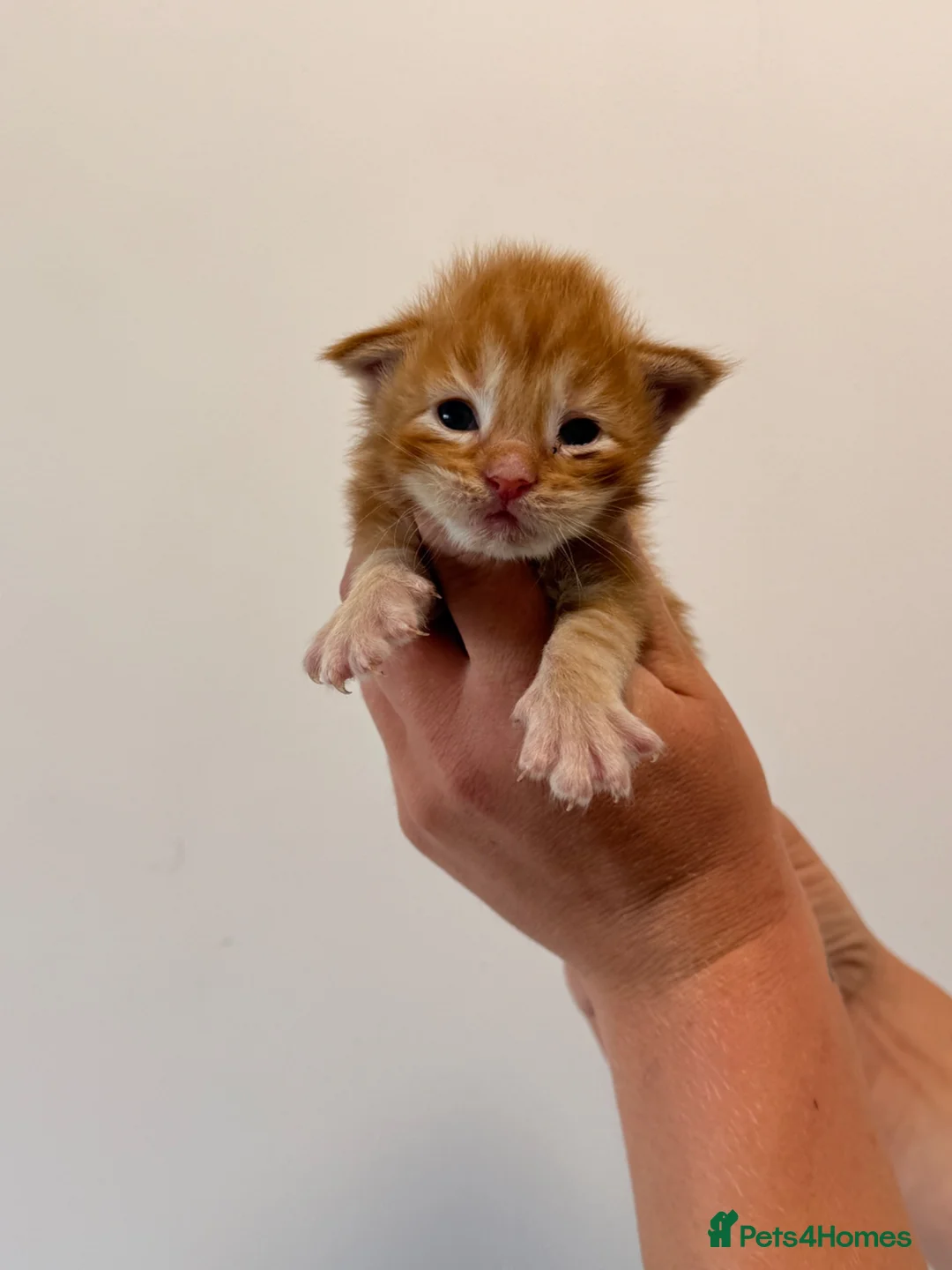 Maine Coon cats for sale: TICA registered Maine Coon kittens  - Advert 1