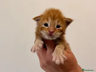 Maine Coon cats for sale: TICA registered Maine Coon kittens - Advert 2