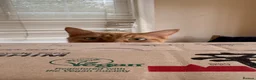Domestic Shorthair cats for sale: TeddyBear - Advert 8