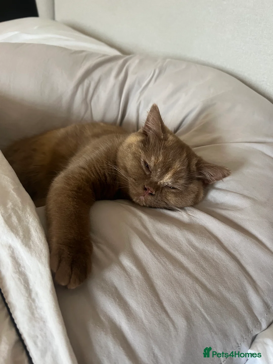 British Shorthair cats for sale: Cinnamon tortie British long hair female - Advert 8