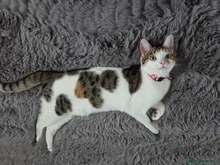 Mixed Breed cats 1 Year Old Girl - Advert 12
