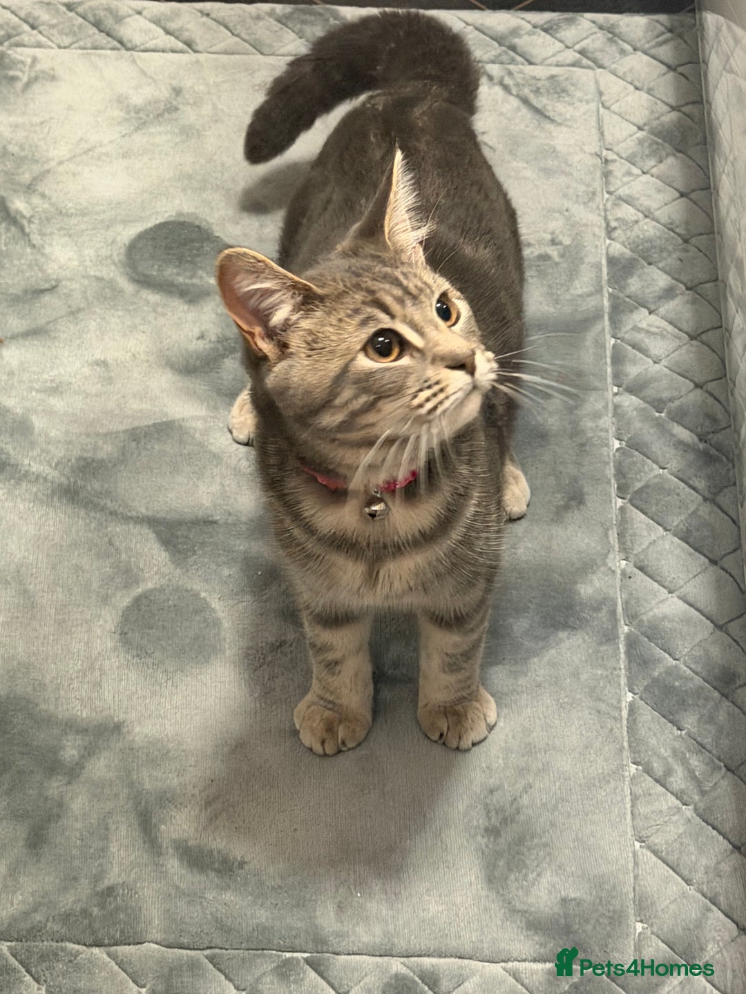 Maine Coon cats for sale: Girl manie coon x - Advert 2