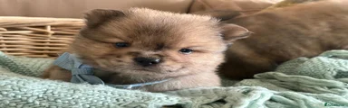 Mixed Breed 2