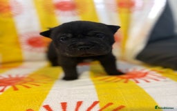 Shar Pei dogs for sale: Stunning Shar Pei Pups - Image 17