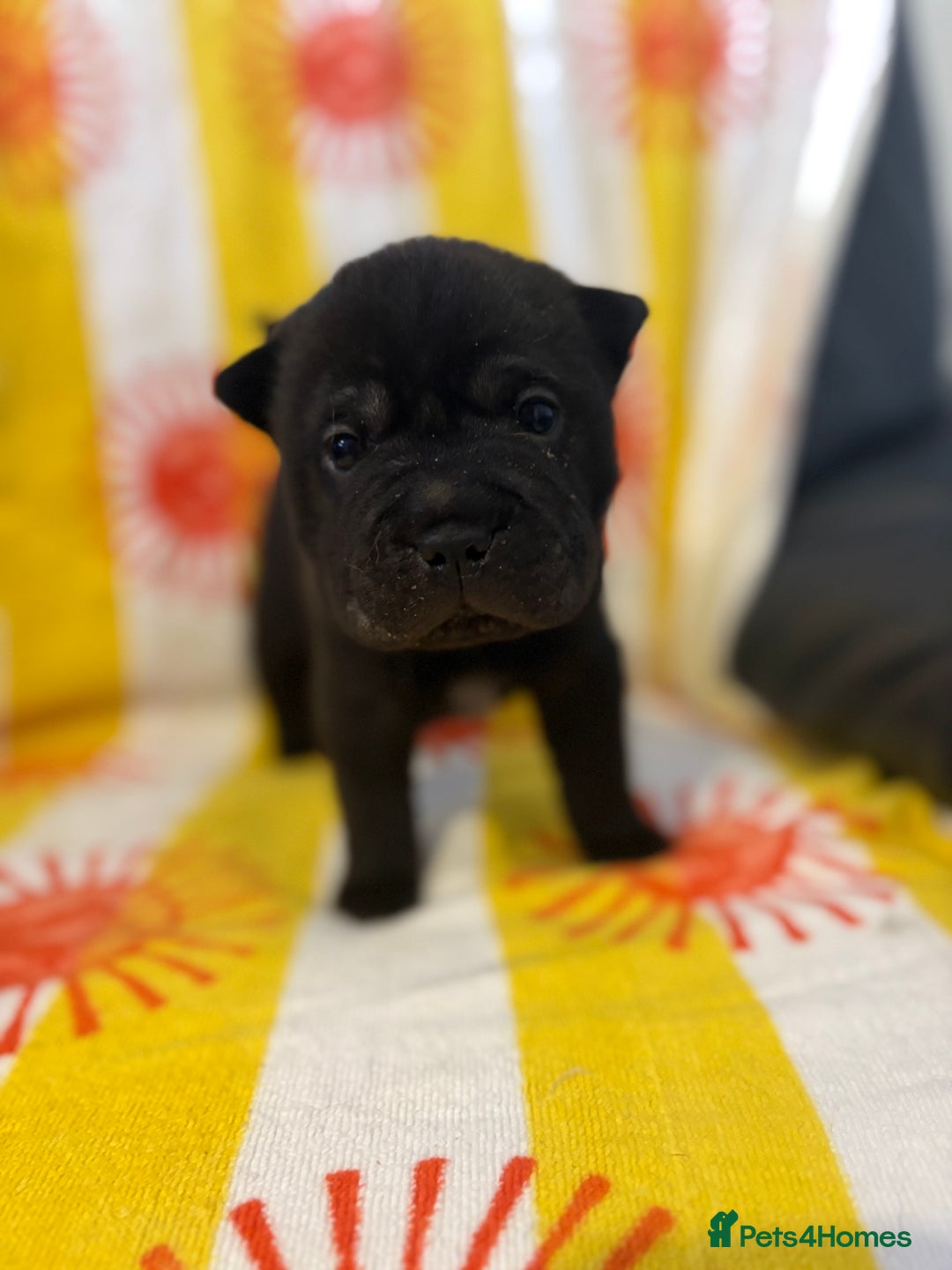 Shar Pei dogs for sale: Stunning Shar Pei Pups - Image 17