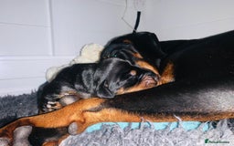Dobermann dogs for sale: Trained Doberman puppies  - Advert 1
