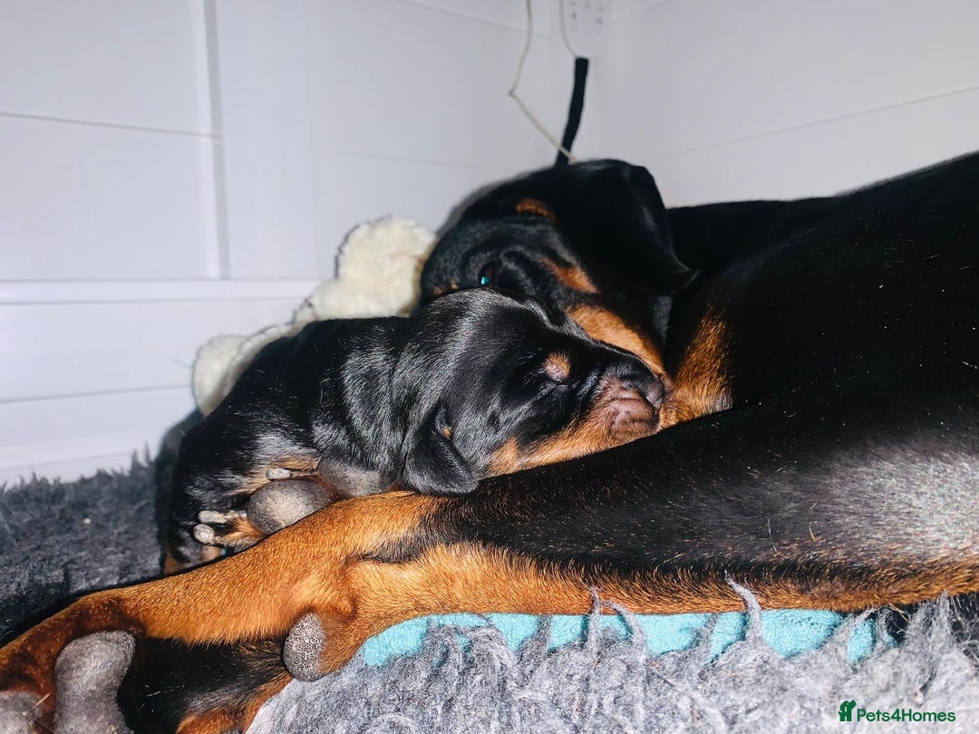 Dobermann dogs for sale: Trained Doberman puppies  - Advert 1