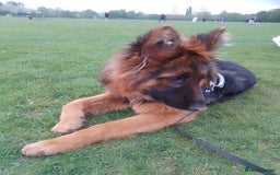 German Shepherd dogs for sale: Beautiful German Shepard bitch  - Image 2