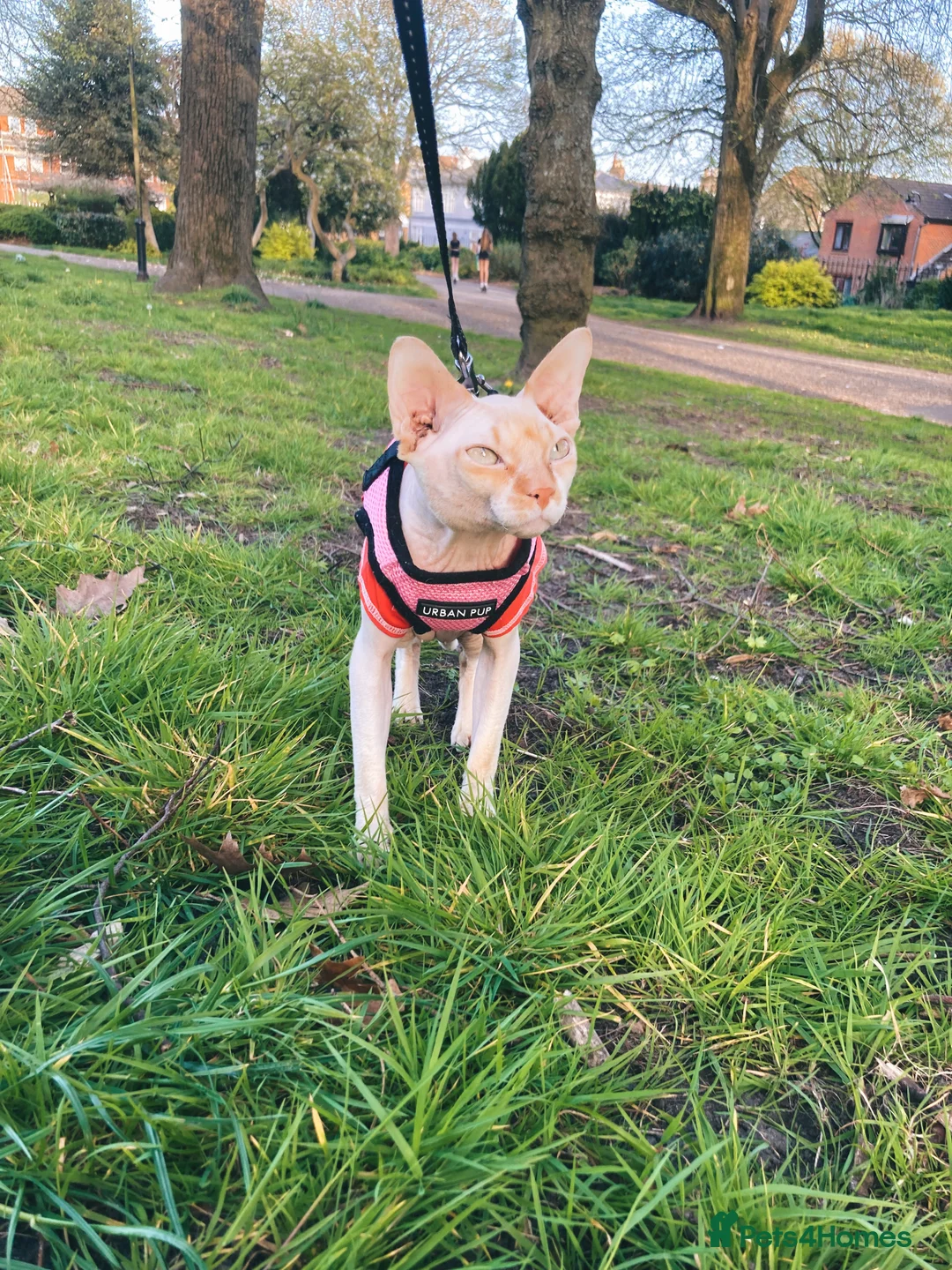 Sphynx cats for stud: Beautiful Sphynx for STUD - Advert 1