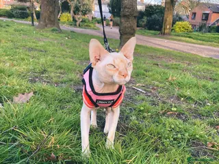 Sphynx cats Beautiful Sphynx for STUD - Advert 3