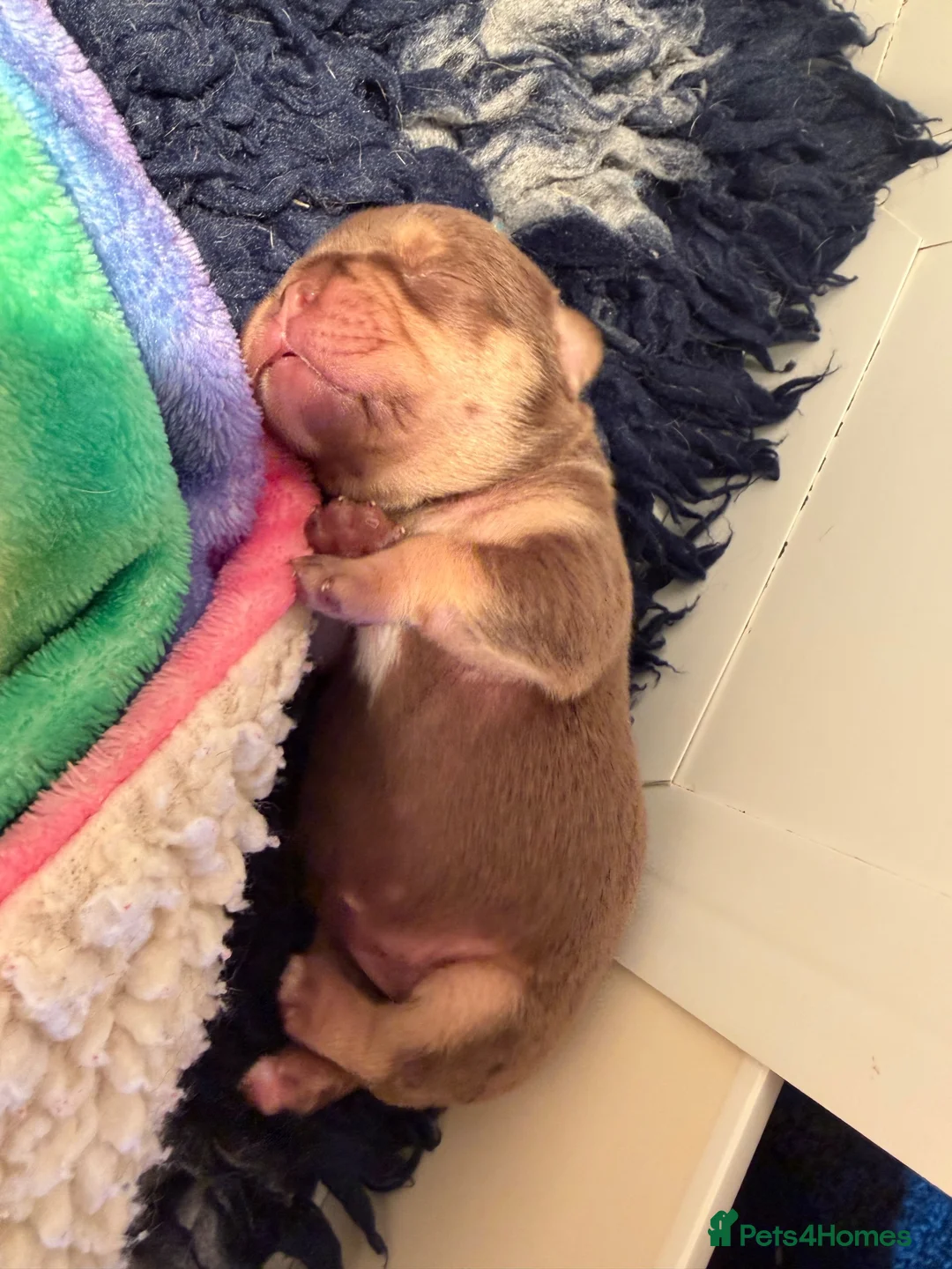 French Bulldog dogs for sale: ROJO PUP CARRYING FLUFFY  - Advert 5