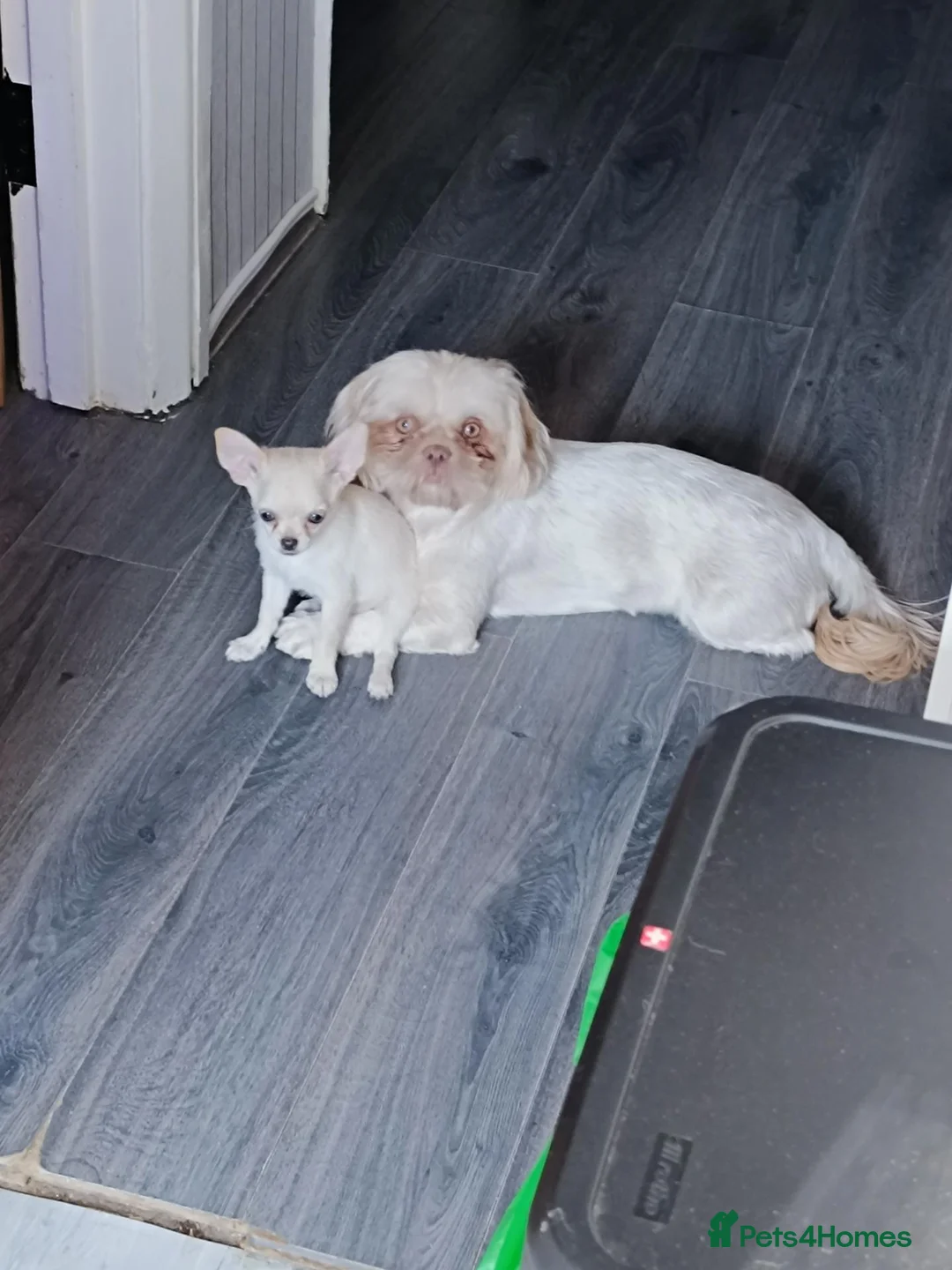 Chihuahua dogs for sale: Puppy chihuahua for sale - Advert 2
