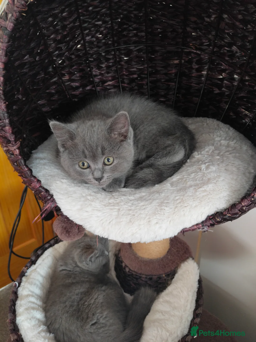 British Shorthair cats for sale: Pedigree Mixed Adorable Kittens  - Advert 9