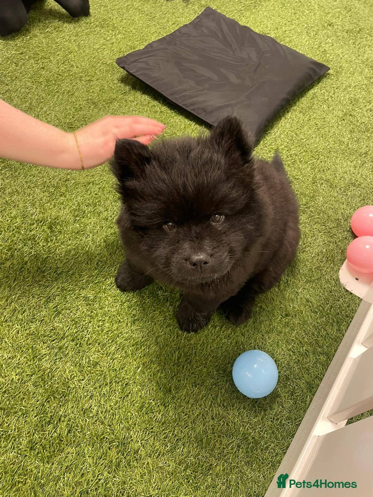 Mixed Breed dogs CHOWSKI PUPPYS READY TO GO!!  - Advert 1