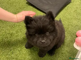 Mixed Breed dogs CHOWSKI PUPPYS READY TO GO!! - Advert 1