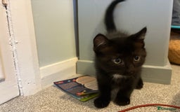 British Shorthair cats for sale: Two black tabby male kittens - Image 12