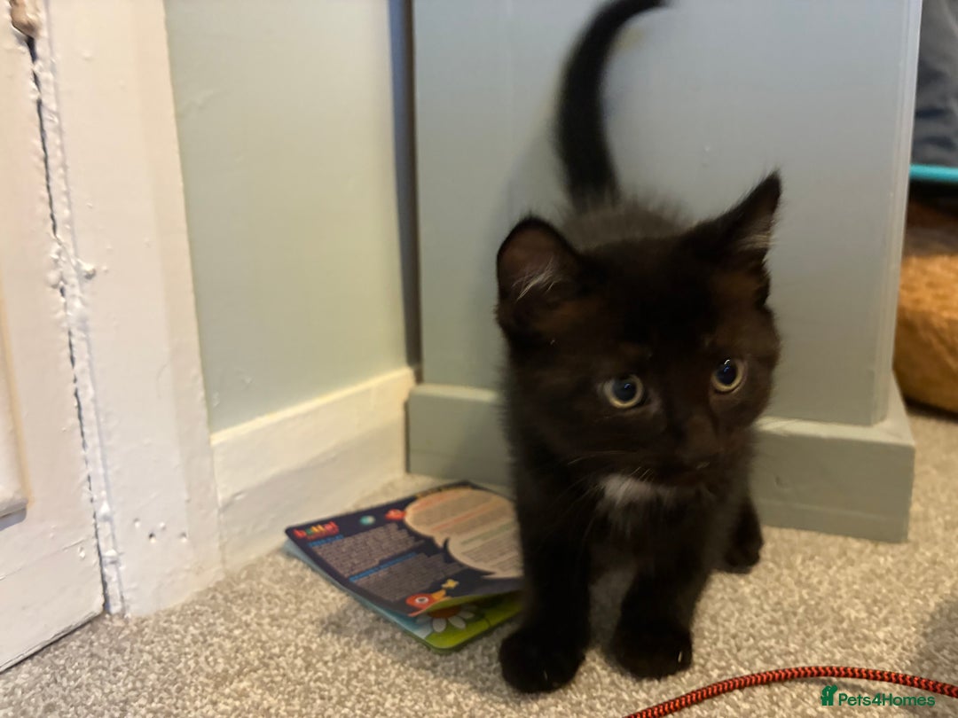 British Shorthair cats for sale: Two black tabby male kittens - Image 12