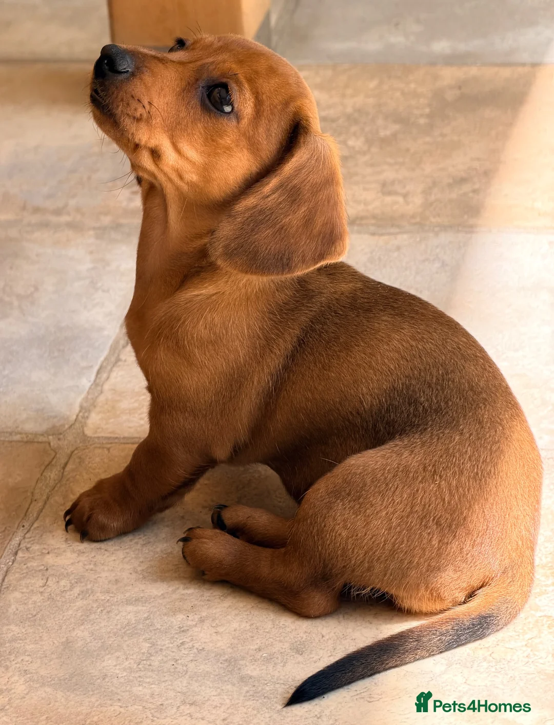 Miniature Dachshund dogs for sale: KC PRA Clear Champion Line Dapple Mini Dachshunds  - Advert 1