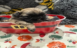 Shih Tzu dogs for sale: shih tzu F1 puppies  - Advert 6