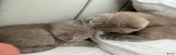 British Shorthair cats for sale: Beautiful British Shorthair blue&lilac Kittens - Advert 17