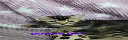 Mixed Breed cats for sale: Beautiful kittens looking for their forever homes  - Advert 26