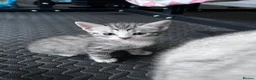 Domestic Shorthair cats for sale: Adorably 8 Week Old Fluffy Domestic Shorthairs - Advert 8