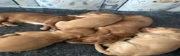 Cockapoo dogs for sale: Stunning cockapoo puppies  - Advert 14