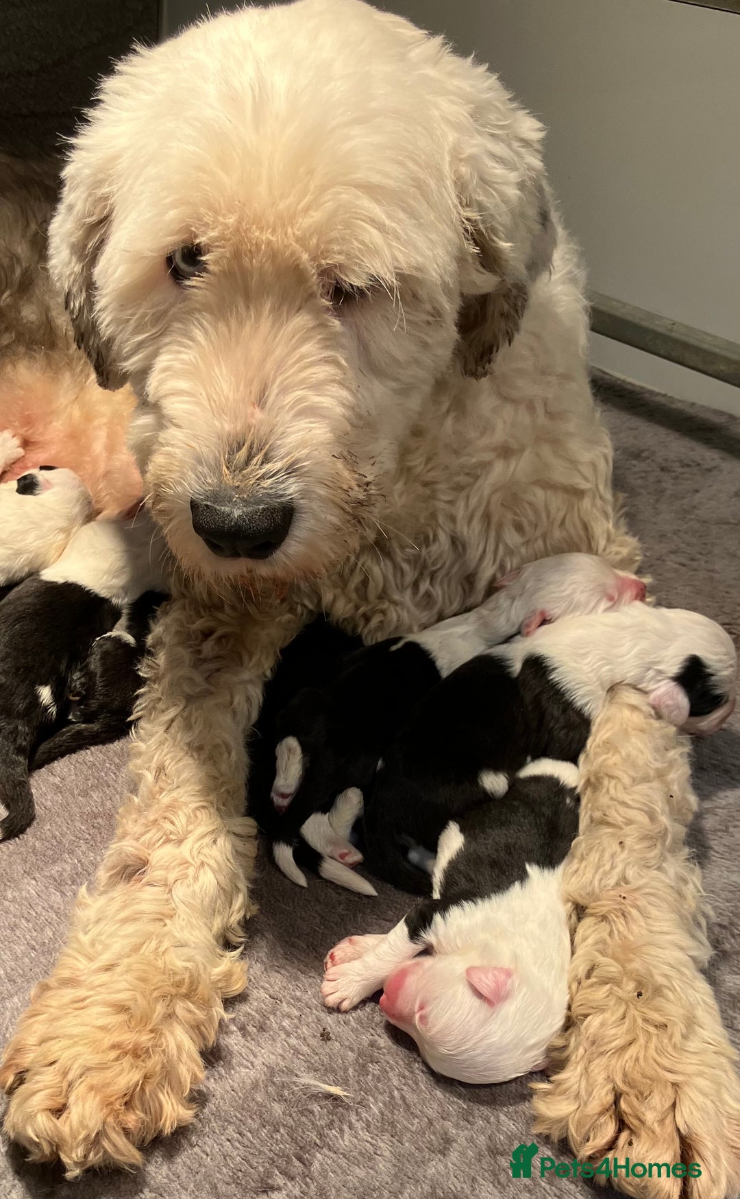 Old English Sheepdog dogs for sale: HEALTH TESTED OLD ENGLISH SHEEPDOG PUPPIES  - Advert 16