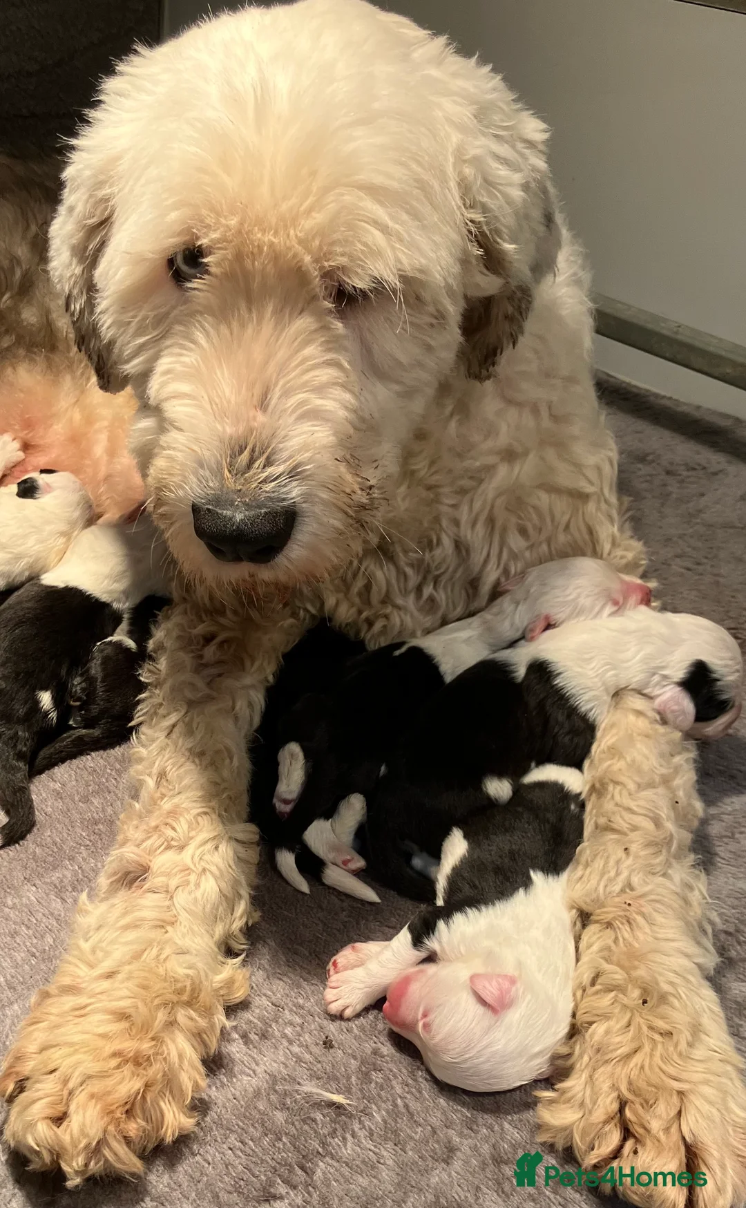 Old English Sheepdog dogs for sale: HEALTH TESTED OLD ENGLISH SHEEPDOG PUPPIES  - Advert 22
