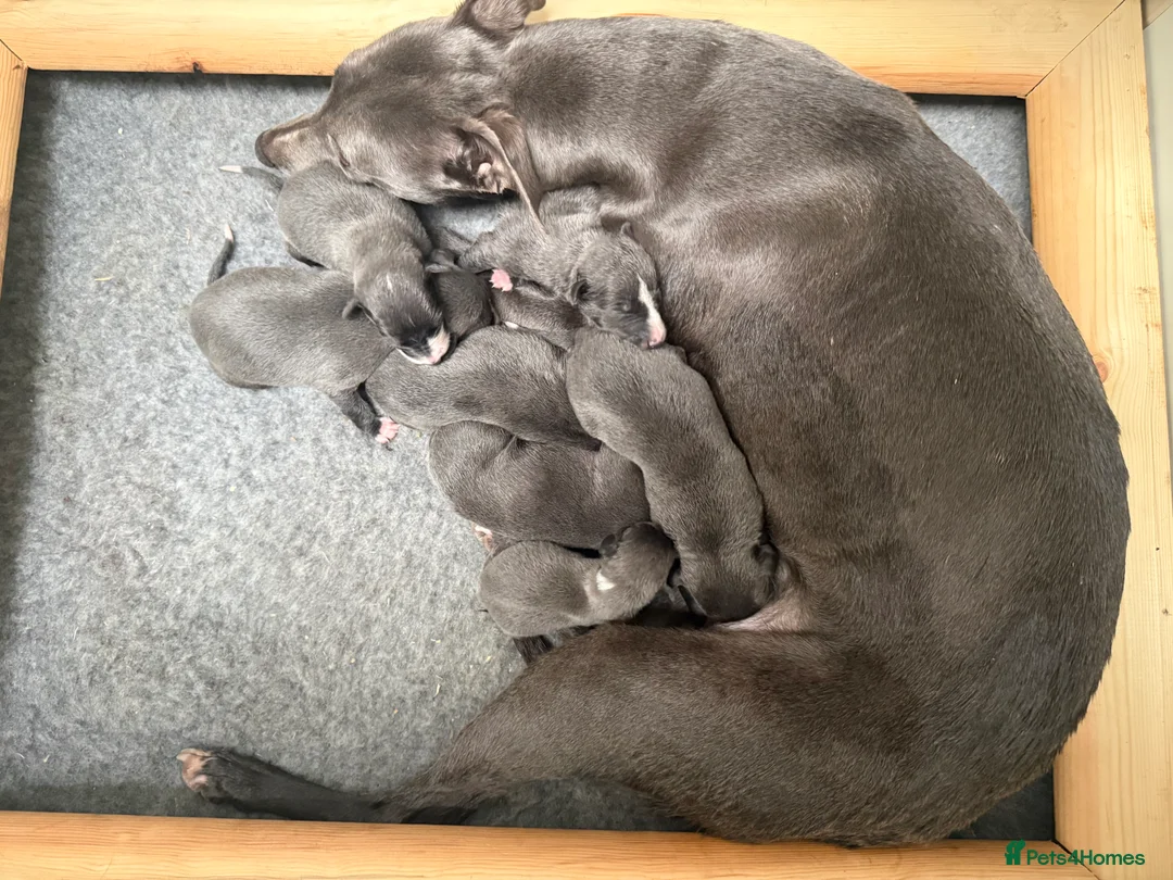 Whippet dogs for sale: Beautiful Whippet puppies. - Advert 2